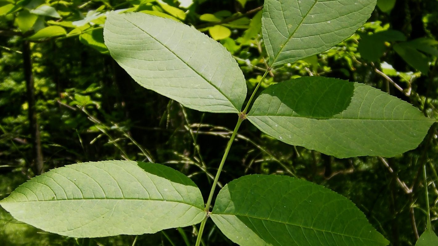 A Shrine to the Ash Tree - Torrice Media