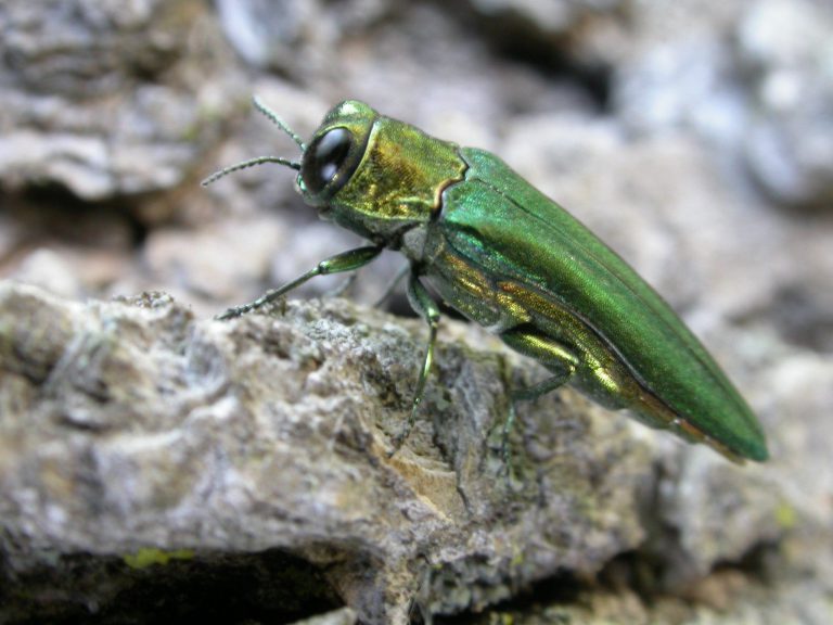 Emerald Ash Borer