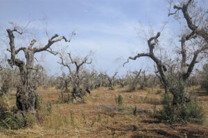 Olive Trees